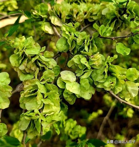 榆錢樹|【榆錢樹】榆錢樹的奇妙果實：榆錢，營養豐富還有藥用價值